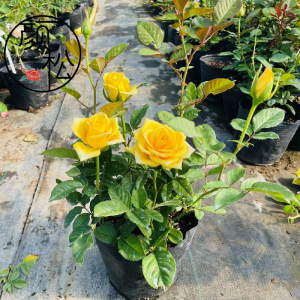金香玉 金镶玉 高档切花月季 玫瑰花苗 灌木大花金黄四季开花盆栽