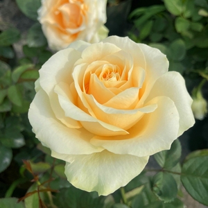香槟玫瑰蜜桃雪山阳台系列经典切花玫瑰带花发货月季花苗四季开花