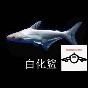 白化鲨鱼活体黄金大白鲨淡水鲨鱼大型热带观赏鱼30cm!空运当天到