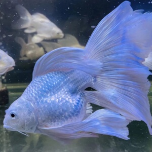 台湾球体蝴蝶鲤火红鲤锦鲤冷水鱼贵妃鲤龙凤银龙淡水鱼观赏鱼鱼苗