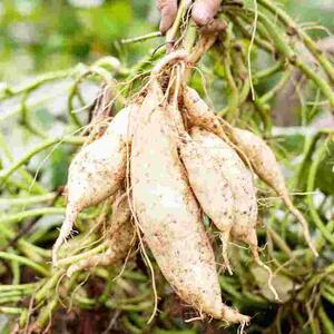 高档红薯苗白皮农秧白心人参薯苗100颗产食用地瓜番高薯种植苗产