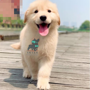 金毛幼犬双血统纯种宠物狗活体小狗萨摩耶狗狗活物金色寻回犬犬舍
