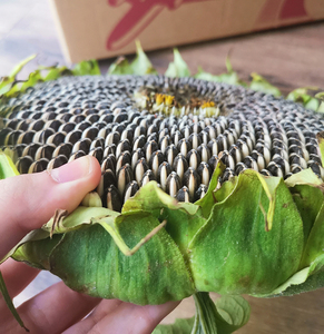 向日葵瓜子盘新鲜葵花籽葵花盘湿瓜子带籽带盘现摘现发非炒货生的