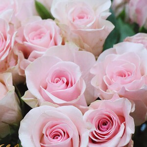 a级佳人玫瑰鲜花云南直发直批昆明基地插花新鲜斗南花市市场粉色