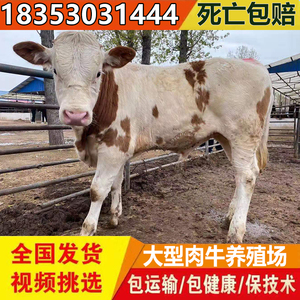 西门塔尔牛犊小牛活体肉牛犊子活牛出售杂交黄牛苗湖北养殖技术