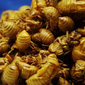 蝉蜕500g克 金蝉壳蝉衣知了皮虫蜕 手工挑选水洗干净无土精选好货