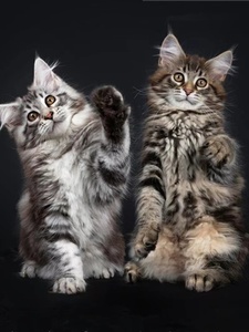 缅因猫幼猫纯种库恩猫银虎棕虎烟灰缅因猫长毛猫巨型猫幼崽宠物猫