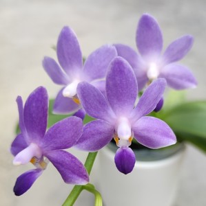 迷你花型 蝴蝶兰 紫马丁 红马丁 紫式部小茴紫 贝瑞王子 室内盆栽