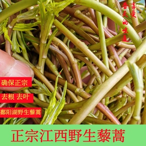 3斤装江西特产鄱阳湖野生藜蒿芦蒿泥蒿鲜嫩野菜新鲜现摘现发_阿里巴巴