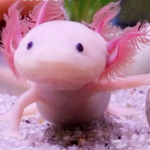 六角恐龙鱼小火龙墨西哥钝口美西螈两栖蝾螈小火龙观赏鱼宠物鱼