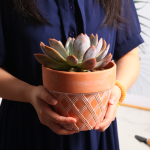 红陶复古多肉花盆陶瓷带托盘仙人掌绿萝兰花花盆景盆素烧透气简约