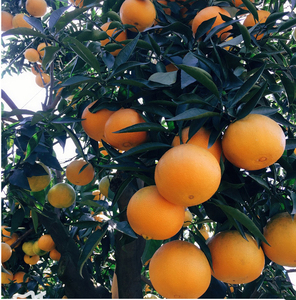 四川爱媛38号树苗果冻橙苗象山红美人柑桔树苗橘子树大树苗圃盆栽