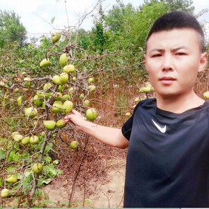 原生皱皮木瓜树苗药用宣木瓜苗阳台庭院果园地栽南北方耐寒果树苗