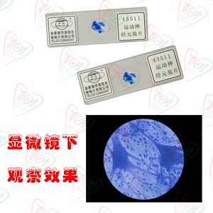 运动神经元装片