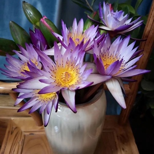 睡莲鲜花紫色束基地直发荷花有香味水培水养广州同城速递包月室内