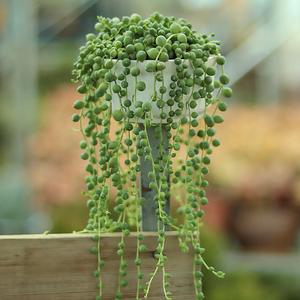 佛珠肉肉植物情人泪吊兰怪异多肉珍贵名贵品种高贵耐寒耐热室内四