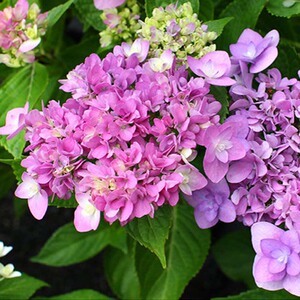 ye鼎宁淘宝舞孔雀绣球大花重瓣灌木花卉阳台花园庭院盆栽新手易种0