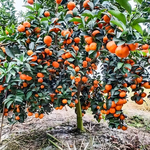 沙糖桔树苗地栽盆栽南方北方种植橘子树苗柑桔果树果苗嫁接砂糖橘