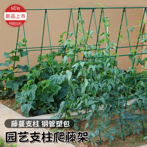 四季豆爬藤架黄瓜牵引架豆角架杆西红柿种菜蔬菜棚子架植物支撑杆