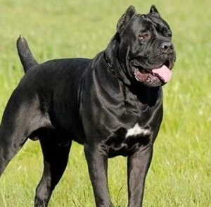 00cyp1208248170淘宝卡斯罗看家护卫犬大型犬猛犬双血统卡斯罗