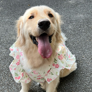 狗狗衣服宠物金毛拉布拉多萨摩耶大狗中型大型犬小草莓图案衣服