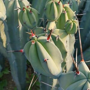 高档龙神木仙人柱蓝色仙人掌科植物量天尺仙人球盆栽造景好养实用