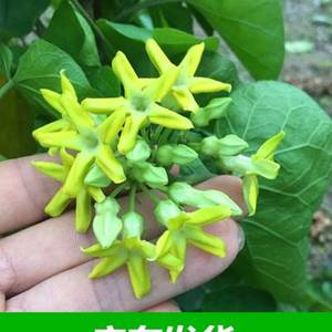 夜兰香苗 藤本夜来香花菜千里香0人付款27