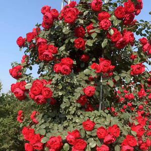 藤本月季花苗红色龙沙宝石特大花浓香四季开庭院蔷薇爬藤植物红龙