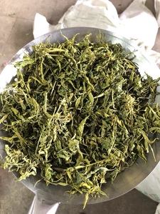 海南五指山新鲜忧遁草鲜叶鳄嘴花黎王草茶小叶种优盾草优顿草