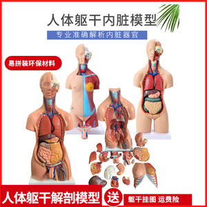 人体解剖模型器官可拆卸医学教学心脏内脏模型玩具躯干系统结构图