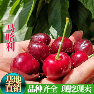 马哈利樱桃种嫁接