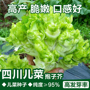 儿菜种子四川特产四季播娃娃菜抱子芥菜秋季蔬菜种子早熟易种原装