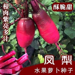 凤梨萝卜种子沙窝甜脆水果型种籽秋季蔬菜种孑红萝卜菜籽种紫美人