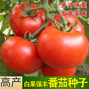 西红柿种籽白果强丰番茄种子老品种大红果沙瓤蔬菜种孑春季菜籽种