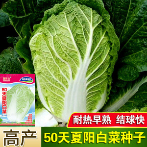 夏阳白菜种子50天早熟耐高温一年四季抗热大白菜种籽农家蔬菜种子