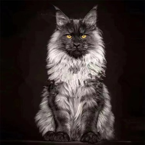 纯种幼猫活体俄罗斯血统缅因猫红虎猫舍巨型猫烟灰棕虎银虎纯白