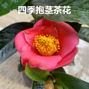 四季海棠越南进口抱茎茶花树苗花卉盆栽花大独特茶花树苗品种茶花