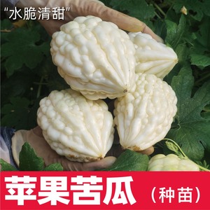 台湾苹果苦瓜种苗特色脆甜蔬菜杂交种子白玉寿光春季播种耐热种籽