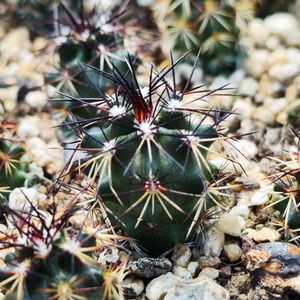 达氏青花虾多肉植物实生仙人球青色花阳台夏季容易养美观趣味