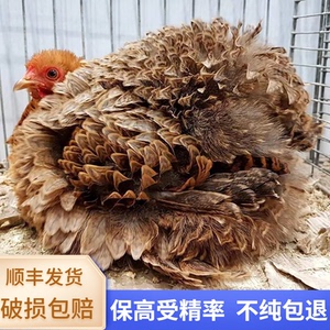 进口薰衣草科钦球鸡绣球鸡种蛋纯种受精可孵化蛋观赏宠物鸡花色全