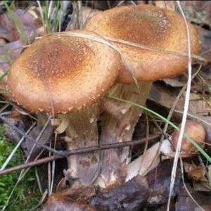 野生臻蘑菇菌种包蜜环菌蜜蘑蜜环蕈栎蕈菌包菌棒可人工蘑菇种植包