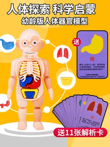 儿童可拆卸人体器官模型身体摆件玩具STEAM启蒙早教实验卡片认知