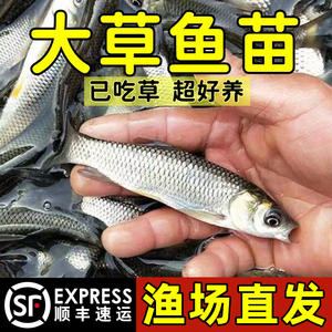 草鱼鱼苗一斤特大规格草鱼苗淡水养殖食用小草鱼活鱼苗皖鱼苗批发