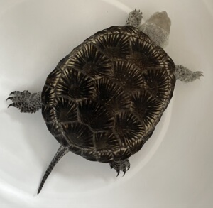 欧泽龟苗精品欧洲泽龟 满天星竹叶纹宠物乌龟外塘耐寒观赏龟活体