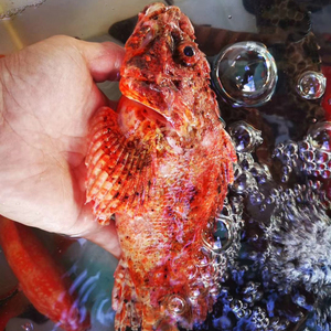 南海特有大石狗公肉质鲜嫩深海石翁鱼4斤(一条0.5-2斤)推荐煲汤