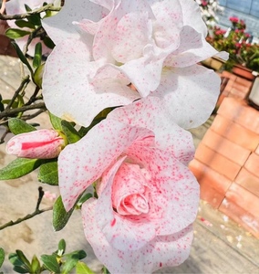 00崔勇刚123456淘宝皋月杜鹃玉玲