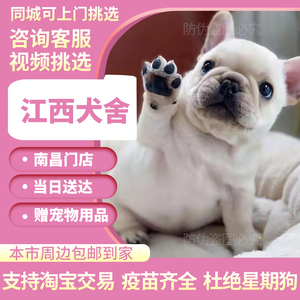 法斗幼犬法国斗牛犬纯种斗牛犬奶油色黑色法斗蓝牛英牛活体训练