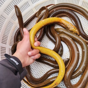 野外捕获 土黄鳝鲜活发货 湖南农家原生态大鳝鱼天然长鱼