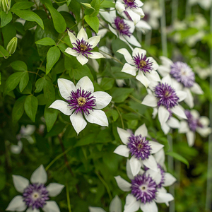 揽秀花卉老幻紫f系铁线莲爬藤植物盆栽室内室外易养活懒人阳台
