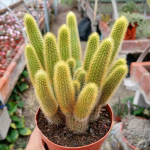 多头黄金条仙人柱爆侧芽黄金纽狗尾巴仙人掌多肉植物仙人球盆栽花